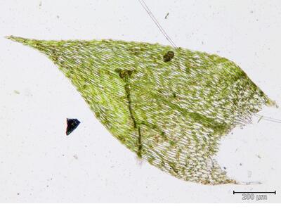 amblystegium radicaule blatt