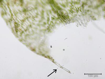 amblystegium radicaule blattsaum