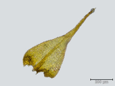 amblystegium varium blatt 1