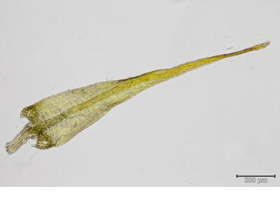 amblystegium varium blatt 2