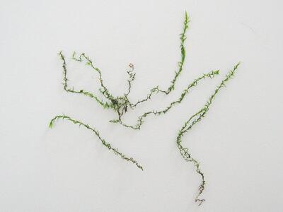 calliergon cordifolium