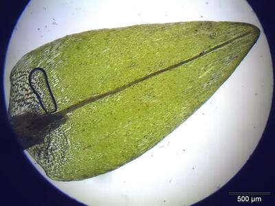 calliergon cordifolium blatt