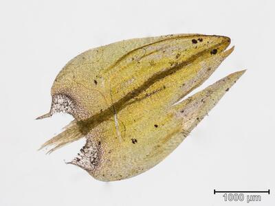 calliergon giganteum blatt