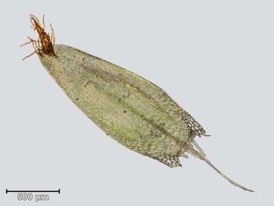 calliergon stramineum blatt