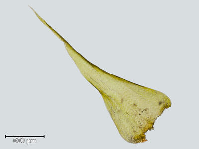 campylium calcareum blatt