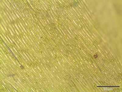 campylium calcareum lamina