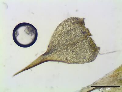 campylium chrysophyllum blatt