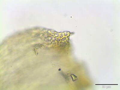 campylium chrysophyllum blattfluegel