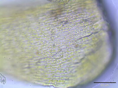 campylium chrysophyllum lamina
