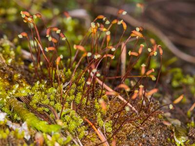 campylium halleri sporophyt