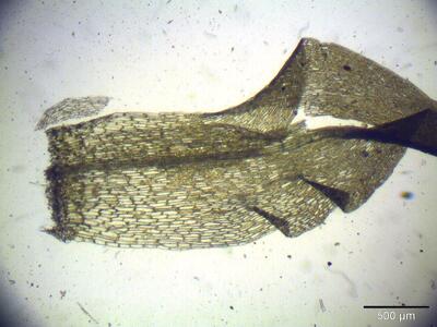 campylium polygamum blatt