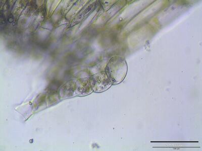 campylium polygamum blattfluegel