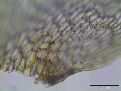 campylium stellatum blattfluegel