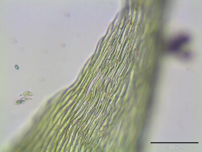 campylium stellatum blattspitze
