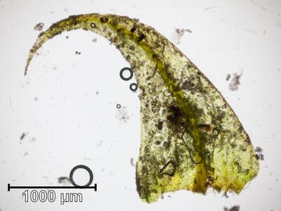 cratoneuron commutatum var falcatum astblatt 1