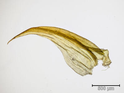 cratoneuron commutatum var falcatum astblatt 2