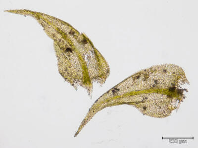 cratoneuron filicinum astblatt