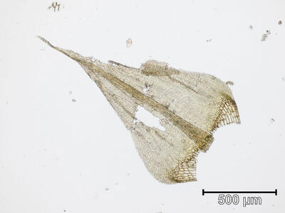 cratoneuron filicinum stammblatt