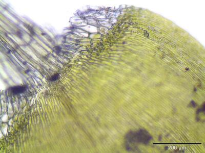 drepanocladus intermedius blattgrund