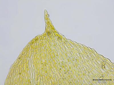drepanocladus turgescens blattspitze