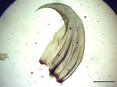 hamatocaulis vernicosus blatt