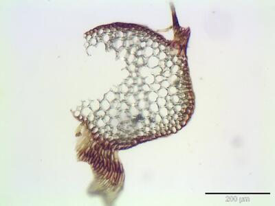 hamatocaulis vernicosus stamm querschnitt