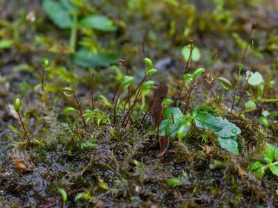 leptodictyum riparium