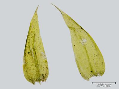 leptodictyum riparium blatt