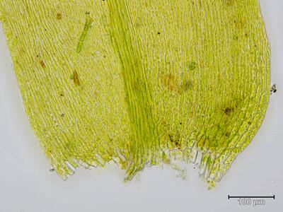 leptodictyum riparium blattgrund