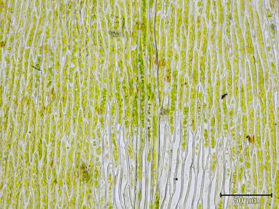 leptodictyum riparium laminazellen