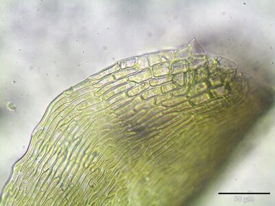 pseudocalliergon lycopodioides blattfluegel