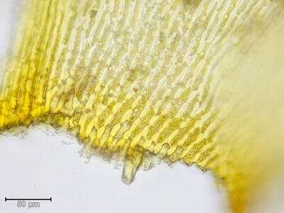 pseudocalliergon lycopodioides blattgrund