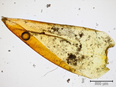 pseudocalliergon turgescens blatt