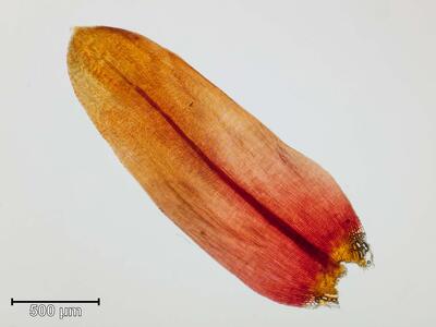 sarmentypnum sarmentosum blatt