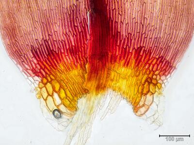 sarmentypnum sarmentosum blattbasis