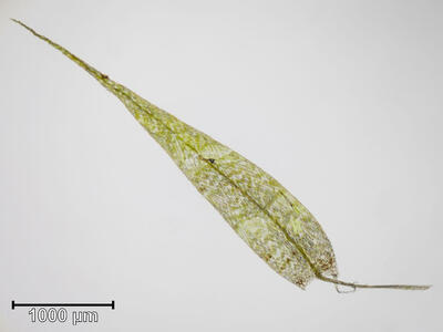 warnstorfia exannulata blatt