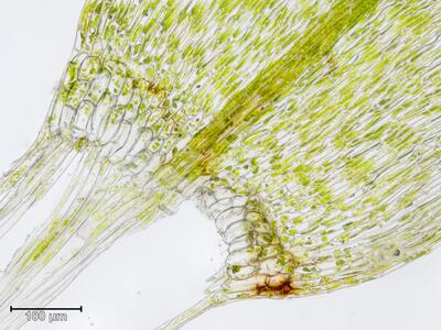 warnstorfia exannulata blattgrund 1