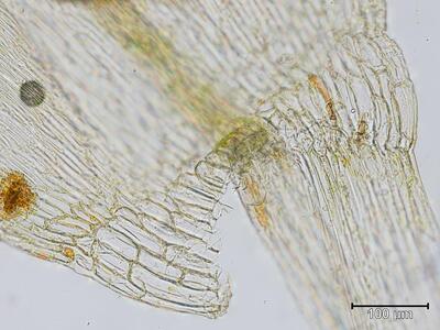 warnstorfia exannulata blattgrund 2