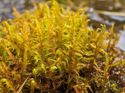 warnstorfia exannulata detail