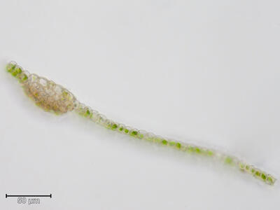 warnstorfia fluitans blatt querschnitt