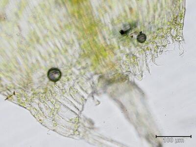 warnstorfia fluitans blattgrund