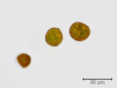 andreaea rupestris sporen