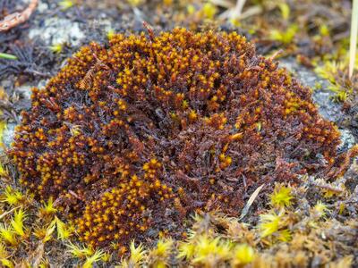 andreaea sinuosa