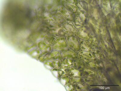 riccardia chamedryfolia zellen