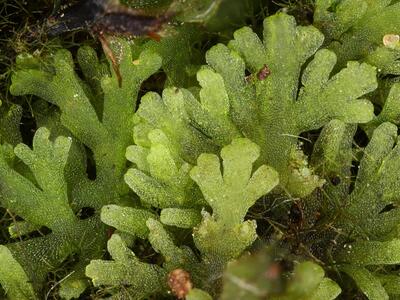 riccardia multifida