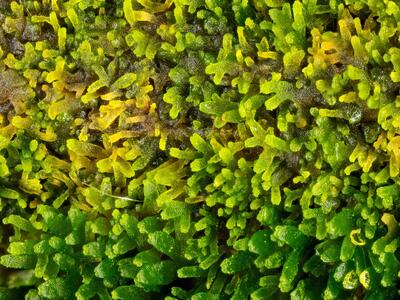 riccardia palmata detail