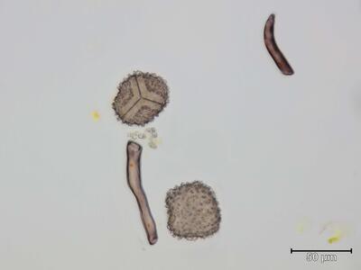 anthoceros caucasicus sporen