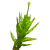 Aulacomniaceae