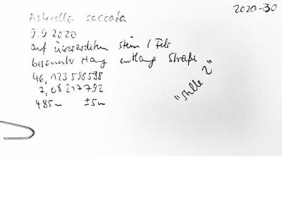 asterella saccata herbarbeleg 1