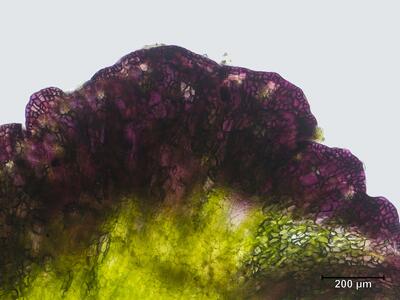 asterella saccata thallusrand